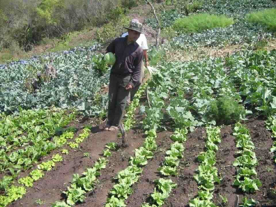 Alimento orgânico para os ricos e transgênicos para os pobres.